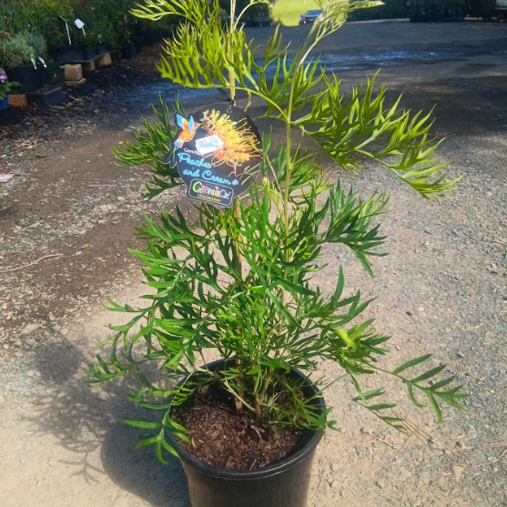 Grevillea Peaches and Cream