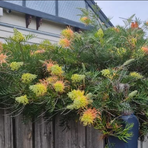 Grevillea Peaches and Cream