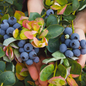 Vaccinium corymbosum Peach Sorbet Blueberry