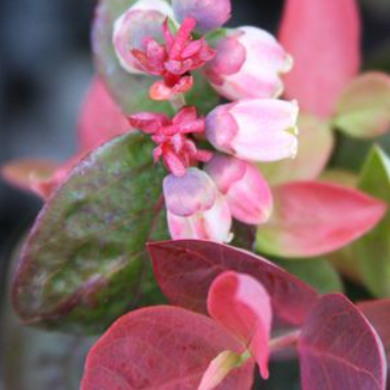 Vaccinium corymbosum Peach Sorbet Blueberry
