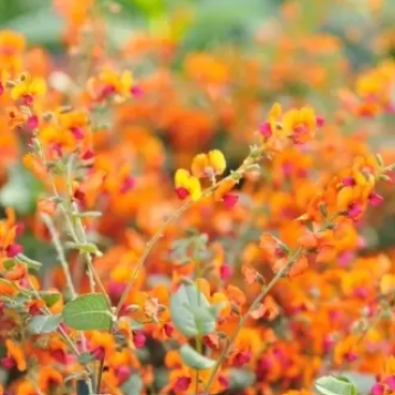 Chorizema cordatum Flame Pea