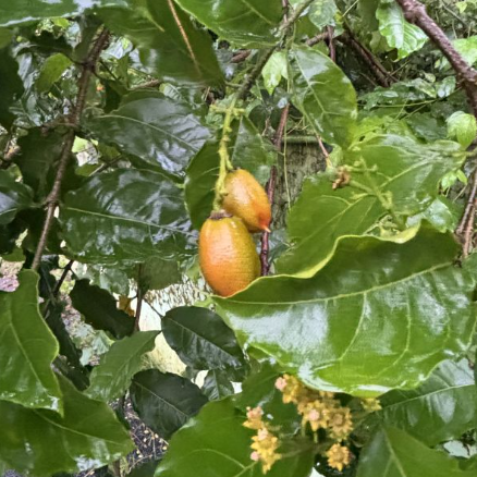 Bunchosia glandulifera Peanut Butter Fruit