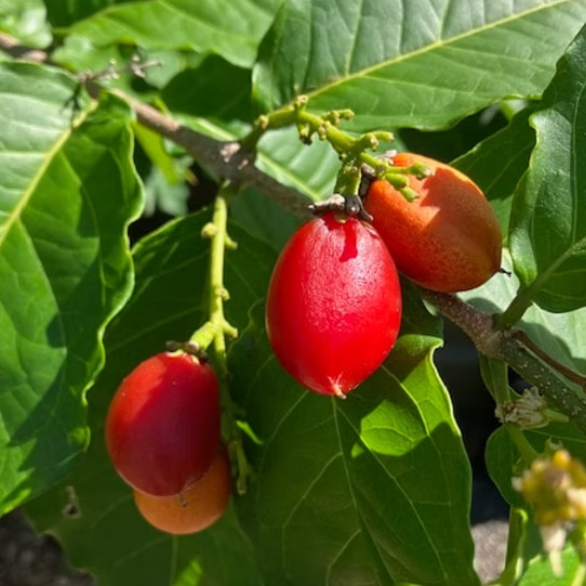Bunchosia glandulifera Peanut Butter Fruit