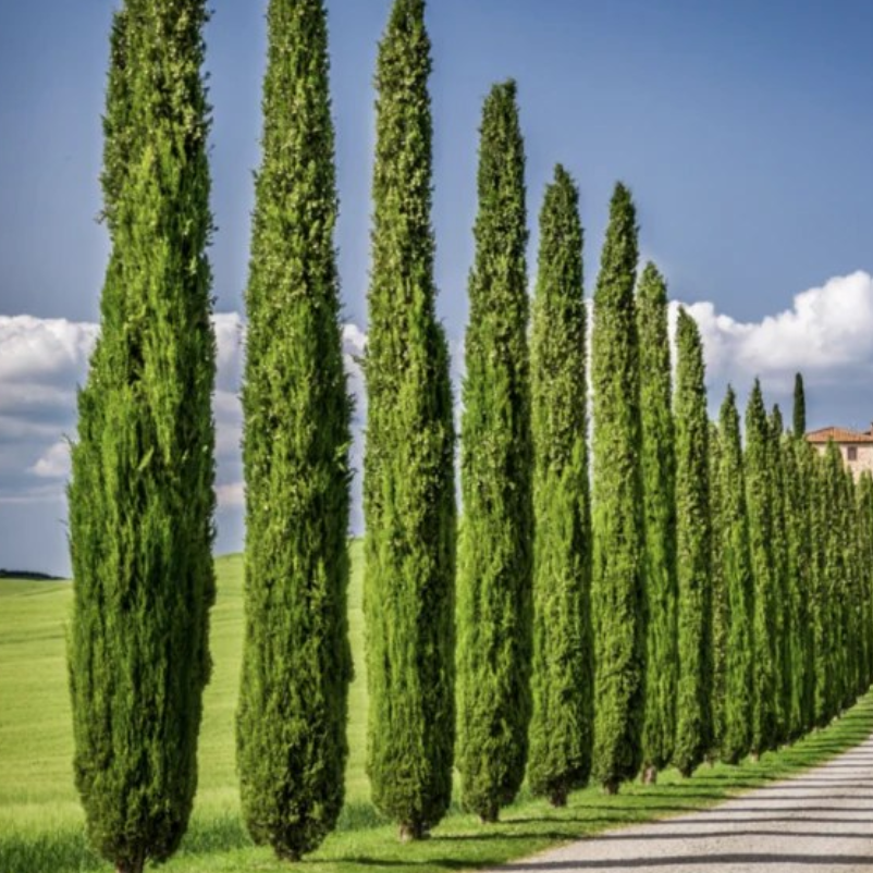 Cupressus sempervirens Glauca