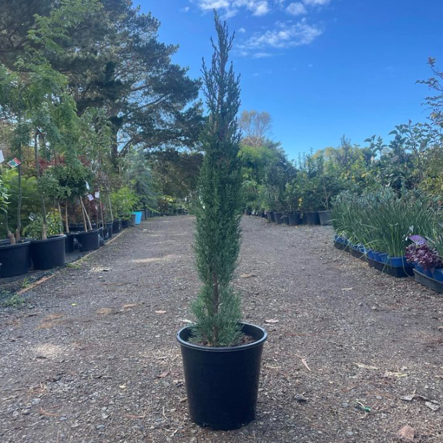 Cupressus sempervirens Glauca