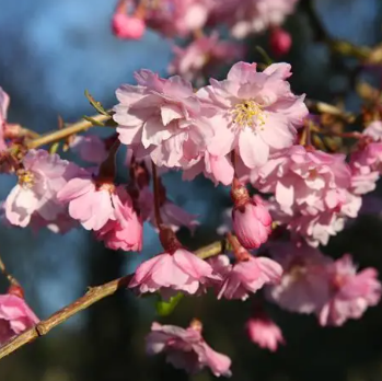 Prunus subhirtella Pendula Rosea Standards -  1.8m