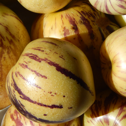 Solanum muricatum Pepino Gold