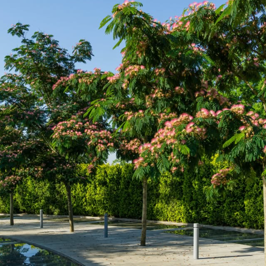 Albizia julibrissin Persian Silk Tree