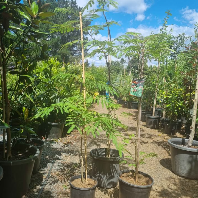 Albizia julibrissin Persian Silk Tree