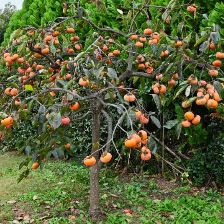 Diospyros kaki Japanese Persimmon