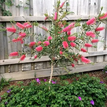 Callistemon salignus Perth Pink