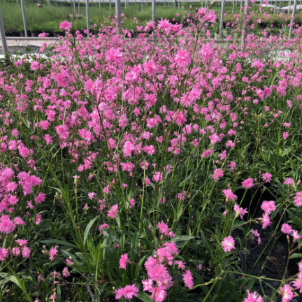 Lychnis flos-cuculi Petite Jenny