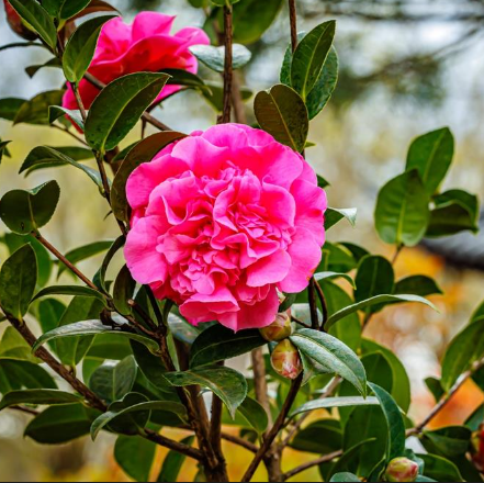 Camellia sasanqua Paradise Petite  Ruby