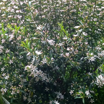Philotheca myoporoides Profusion
