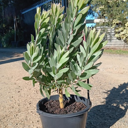 Leucospermum reflexum hybrid Phoenix Rising