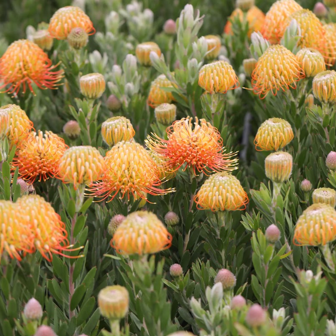 Leucospermum reflexum hybrid Phoenix Rising