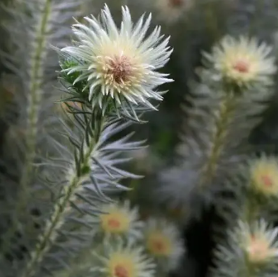 Phylica Hydra