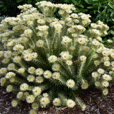 Phylica Hydra