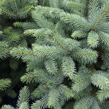 Picea pungens Blue Star