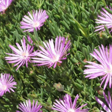 Mesembryanthemum Dwarf Mauve