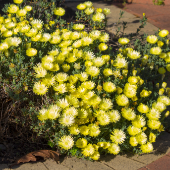 Mesembryanthemum spp. Yellow