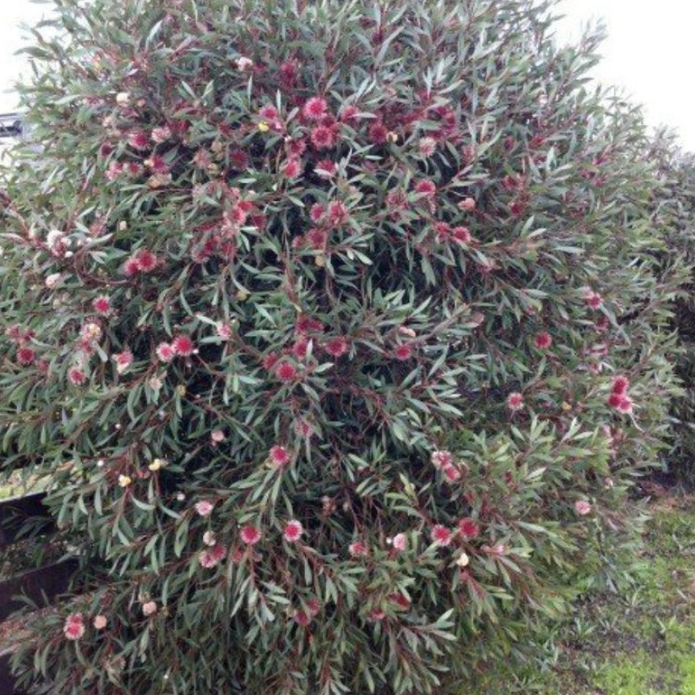 Hakea laurina Pin Cushion