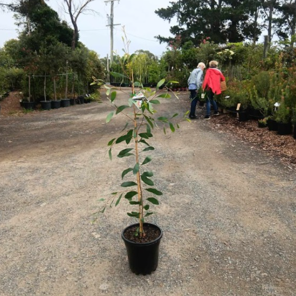 Hakea laurina Pin Cushion