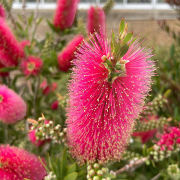 Callistemon demesne Pink Alma