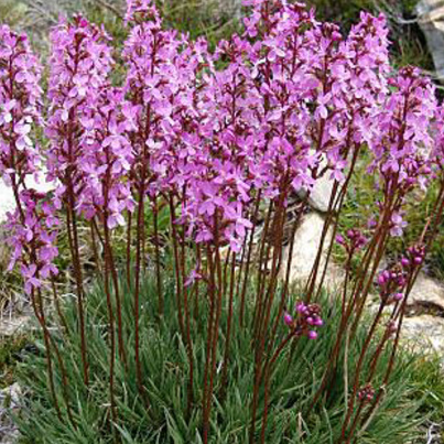 Stylidium Pinkasaurus
