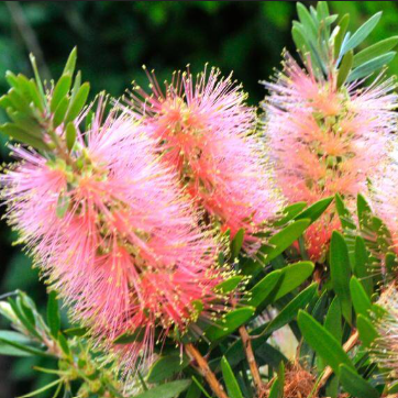 Callistemon viminalis Pink Champagne