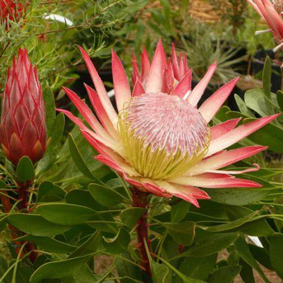 Protea Pink Crown