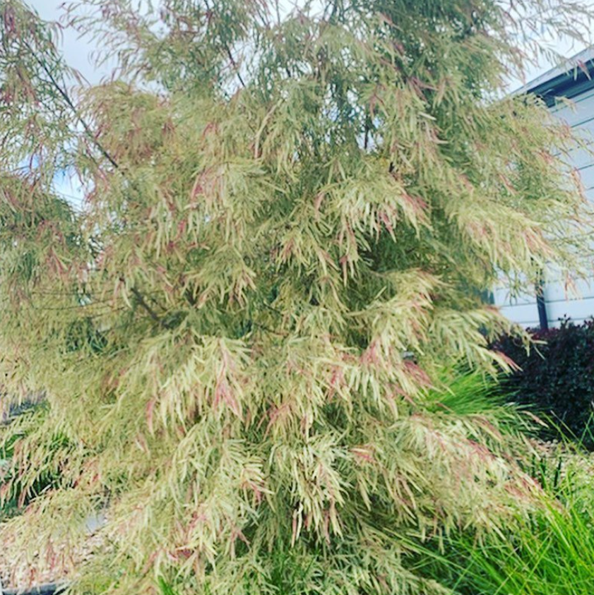 Agonis flexuosa Pink Flamingo
