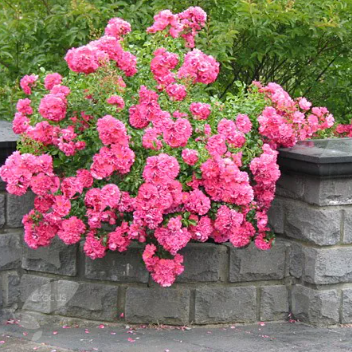 Flower Carpet Pink Rose