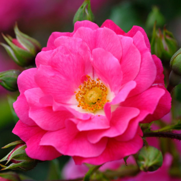 Flower Carpet Pink Rose