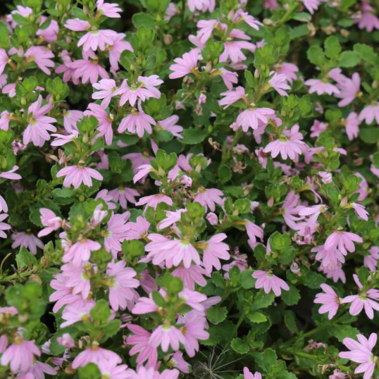 Scaevola humilis Pink Fusion
