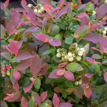 Vaccinium corymbosum Pink Icing Blueberry