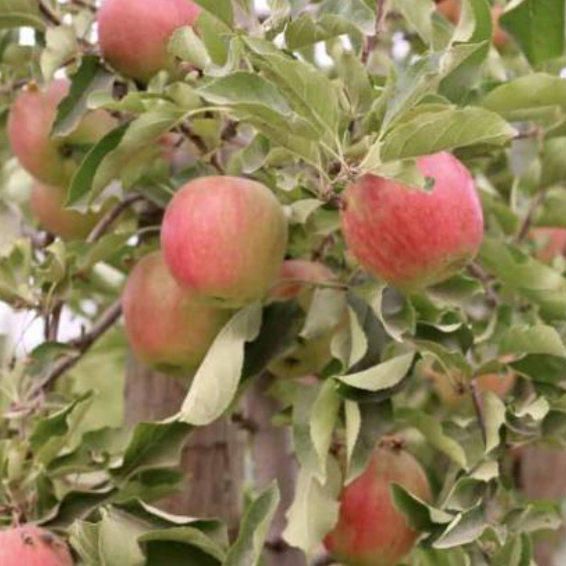 Malus domestica Pink Lady apple