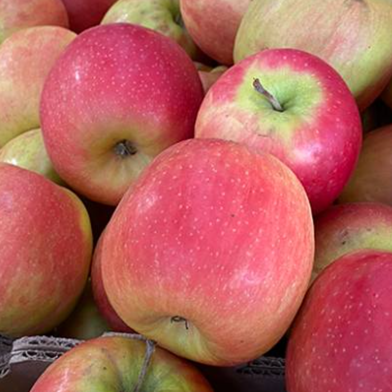 Malus domestica Pink Lady Dwarf Apple