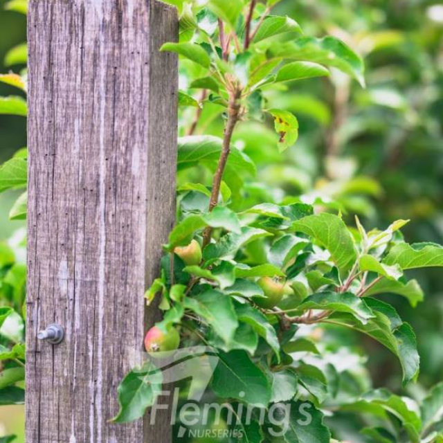 Malus domestica Pink Lady Apple -  Semi Dwarf
