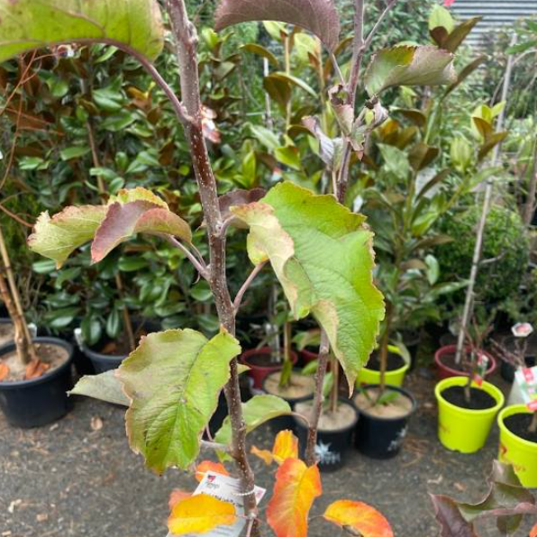 Malus domestica Pink Lady Apple -  Semi Dwarf