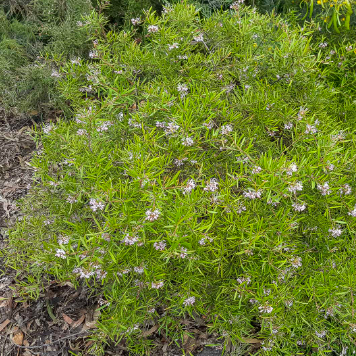 Grevillea Pink Midget