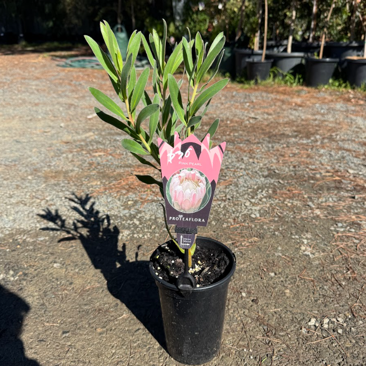 Protea Pink Pearl