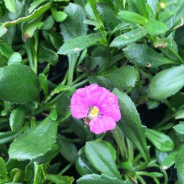 Scaevola striata Pink Perfection