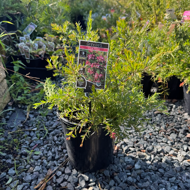 Grevillea rosmarinifolia Pink Pixie