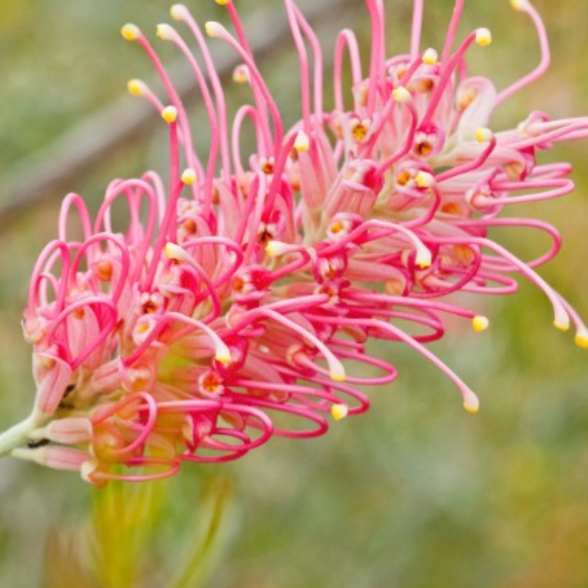 Grevillea Pink Profusion