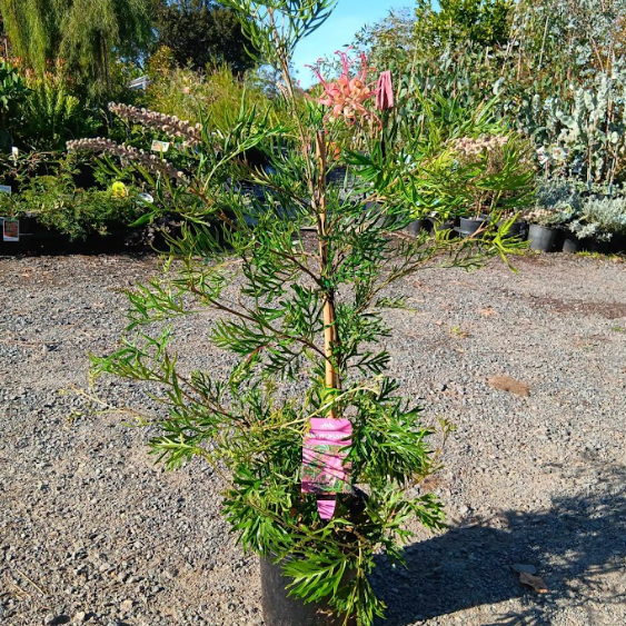 Grevillea Pink Profusion