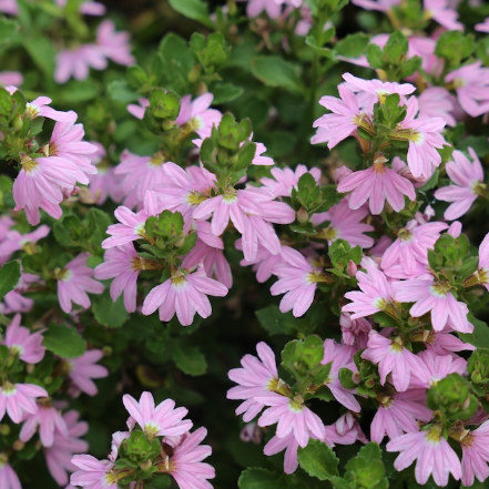 Scaevola aemula Pink Ribbon