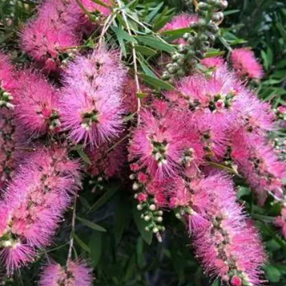 Melaleuca groveana Pink Surprise