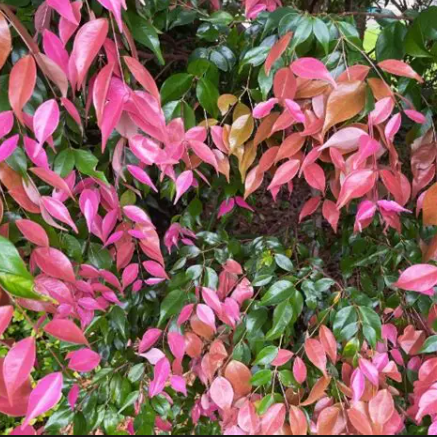 Syzygium luehmannii Pink Tips