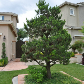 Pinus thunbergii Christmas Tree